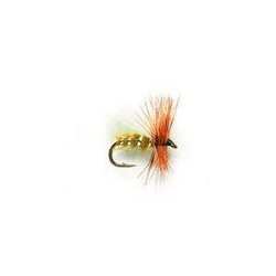 Bob S Bits Olive