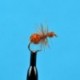 Brown Ant