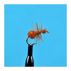 Brown Ant
