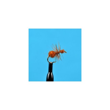 Brown Ant