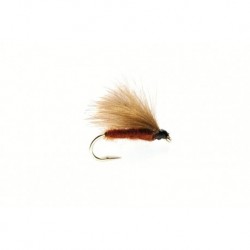 Brown CDC