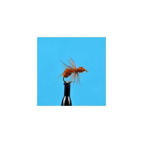Brown Flying Ant