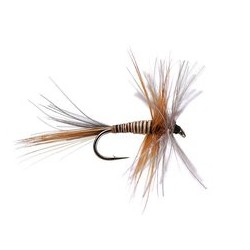 Brown Quill CDC Mix