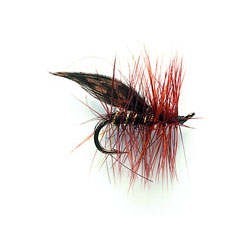 Brown Sedge