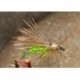 Bulletheadelkhaircaddis
