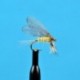 Burnt Wing Pale Evening Dun
