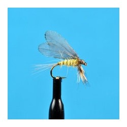 Burnt Wing Pale Evening Dun