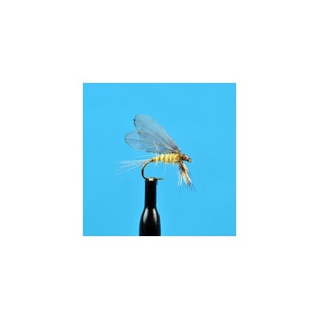 Burnt Wing Pale Evening Dun