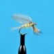 Burnt Wing Pmd