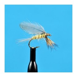Burnt Wing Pmd