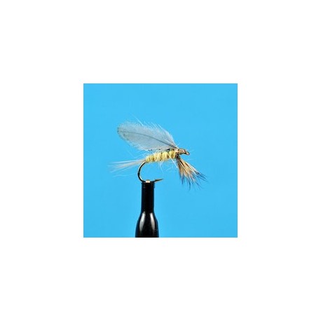 Burnt Wing Pmd