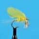 Burnt Wing Yellow Drake