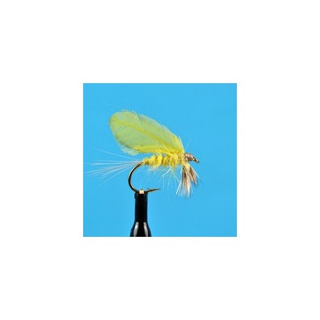 Burnt Wing Yellow Drake