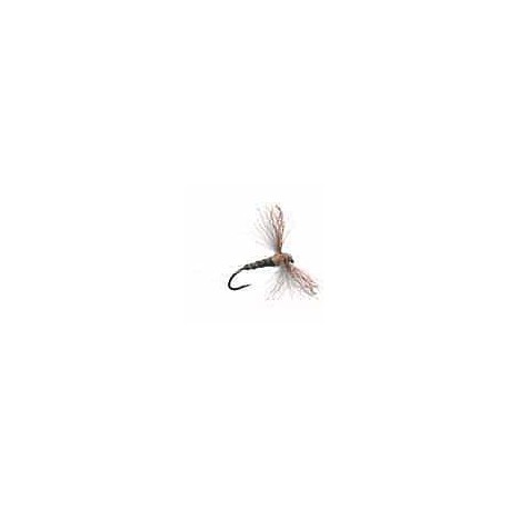 Callibaetis