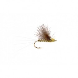 CDC Camparadun Olive