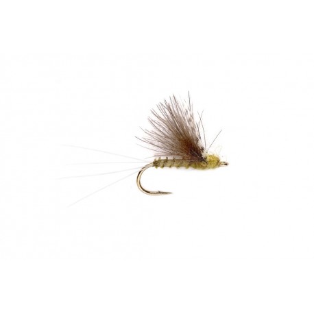 CDC Camparadun Olive