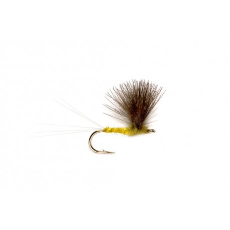 CDC Camparadun Yellow
