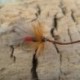 CDC Red Sedge (Dry)