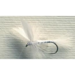 CDC White Moth