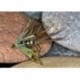 CDC mayfly