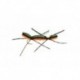 Chernobyl Ant Black Orange