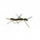 Chernobyl Ant Black Tan