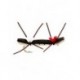 Chernobyl Ant