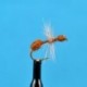 Cinnamon Ant