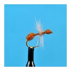 Cinnamon Ant