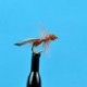 Cinnamon Flying Ant