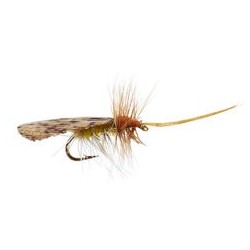 Cinnamon Sedge