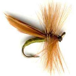 Cinnamon Sedge