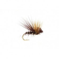 Claret Drop Sedge