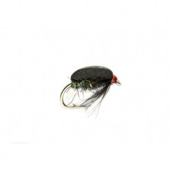 Coch Y Bonddu Beetle