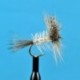 Coffin Fly