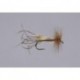 Crane Fly