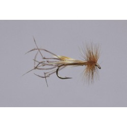 Crane Fly