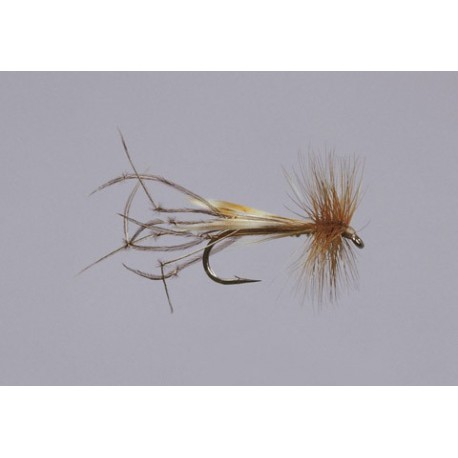Crane Fly