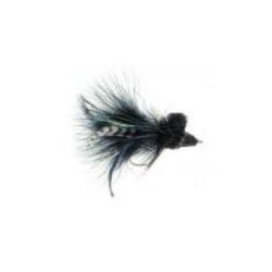 Diving Bug