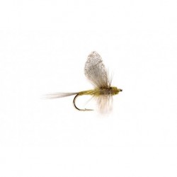 Crippled Dun Bwo
