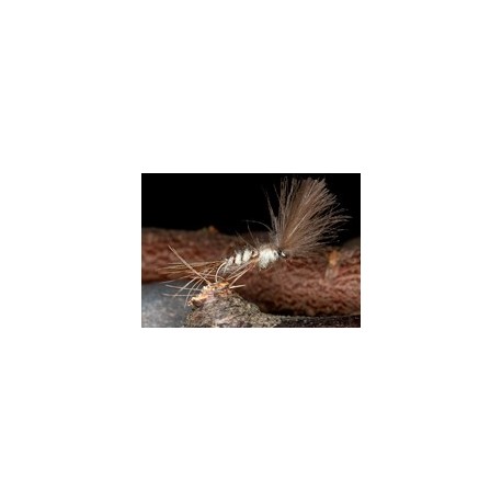 Crippled Mayfly