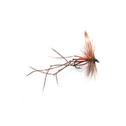 Daddy Longlegs (Wet)