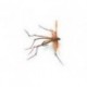 Daddy Longlegs Orange