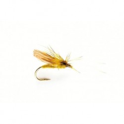 Davy's Olive