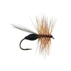 Devaux Black Ant