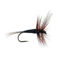 Devaux Black Winged