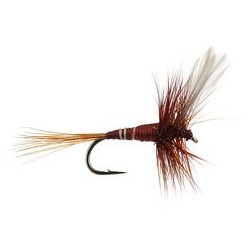 Devaux Brown Winged