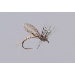 Emerger Callibaetis
