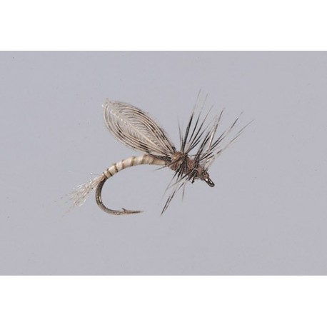 Emerger Callibaetis