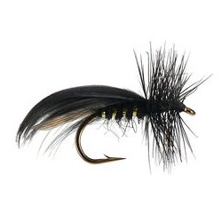 Europa Black
